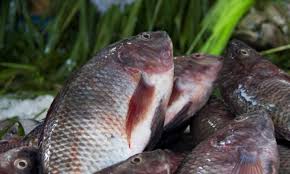 Organic tilapia products - whole fresh fish and premium fillets ready for market